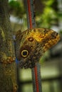 Owl butterfly  - Caligo genus at Antipa Museum in Bucharest Royalty Free Stock Photo