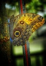 Owl butterfly  - Caligo genus at Antipa Museum in Bucharest Royalty Free Stock Photo