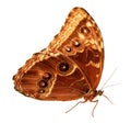 Owl Butterfly Caligo Royalty Free Stock Photo