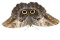 Owl butterfly, Caligo memnon Royalty Free Stock Photo