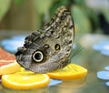 Owl butterfly, Caligo memnon Royalty Free Stock Photo