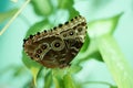 Owl butterfly, Caligo memnon Royalty Free Stock Photo