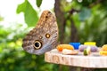 Owl butterfly (Caligo memnon) eating fruit juice Royalty Free Stock Photo