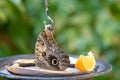 Owl butterfly (Caligo memnon) feeding on ripe banana. Royalty Free Stock Photo