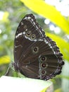 Owl butterfly, Caligo sp., in Amazon rainforest. Royalty Free Stock Photo