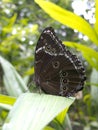 Owl butterfly, Caligo sp., in Amazon rainforest. Royalty Free Stock Photo