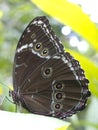 Owl butterfly, Caligo sp., in Amazon rainforest. Royalty Free Stock Photo