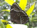 Owl butterfly, Caligo sp., in Amazon rainforest. Royalty Free Stock Photo