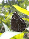 Owl butterfly, Caligo sp., in Amazon rainforest. Royalty Free Stock Photo