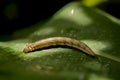 Owl Butterfly Caterpillar - Caligo eurilochus