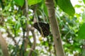 Owl butterfly Royalty Free Stock Photo