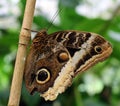 The Owl Butterfly in Costa Rica mariposa naranja