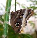 The Owl Butterfly in Costa Rica mariposa naranja