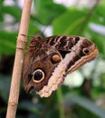 The Owl Butterfly in Costa Rica mariposa naranja Royalty Free Stock Photo
