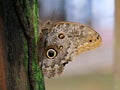 Owl Butterfly. Costa Rica wildlife.