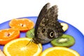 Owl butterfly eats fruits on a plate. Royalty Free Stock Photo