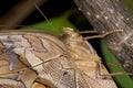 Owl butterfly, eryphanis polyxena