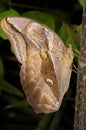 Owl butterfly, eryphanis polyxena