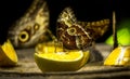 Owl butterfly feeding on fruits Royalty Free Stock Photo