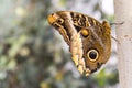 Owl Butterfly Royalty Free Stock Photo