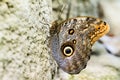 Owl Butterfly Royalty Free Stock Photo