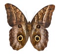 Owl butterfly isolated on white background Royalty Free Stock Photo