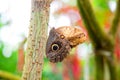 Owl butterfly in natural environment