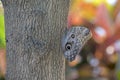 Owl butterfly Royalty Free Stock Photo