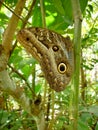 An owl butterfly at the Pilipintuwasi butterfly centre in Iquitos, in the Peruvian Amazon