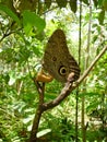 An owl butterfly at the Pilipintuwasi butterfly centre in Iquitos, in the Peruvian Amazon