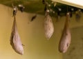 Owl butterfly pupae Royalty Free Stock Photo