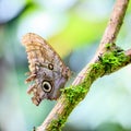 Owl butterfly in rainforest Royalty Free Stock Photo