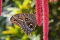 An owl butterfly on a red chenille plant