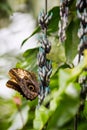 Owl butterfly sits on a blue flowering creeper
