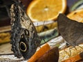 Owl butterfly Royalty Free Stock Photo