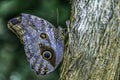 Owl butterfly on a tree trunk