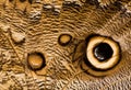 Owl butterfly wing close-up Royalty Free Stock Photo