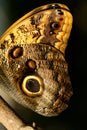 Owl Butterfly Wing Macro Royalty Free Stock Photo