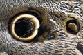 Owl Butterfly Wing Macro Royalty Free Stock Photo