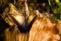 Owl butterfly wings merger with a dead leaf Royalty Free Stock Photo