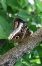Owl Butterfly Royalty Free Stock Photo