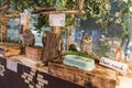 Owl cafÃÂ© Akihabara Tokyo