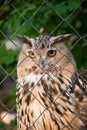 Owl in a cage Royalty Free Stock Photo