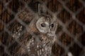 Owl in a cage in the summer at the Zoo Royalty Free Stock Photo