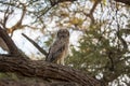 Owl in camelthorn tree Royalty Free Stock Photo