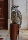 Owl in captivity Royalty Free Stock Photo