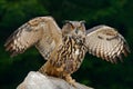 Owl with catch animal. Big Eurasian Eagle Owl with kill hedgehog in talon, sitting on stone. Wildlife scene from nature. Bird with