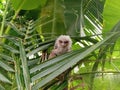 an owl chick that fell from its cage Royalty Free Stock Photo