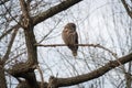 And Owl at Chickasaw National Recreation Area, Oklahoma