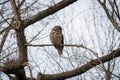 And Owl at Chickasaw National Recreation Area, Oklahoma